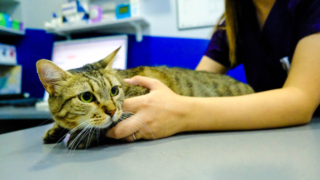 loops shot Metropol Veteriner_-211