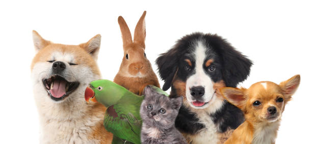 group of cute pets on white background. banner design