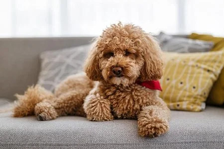 ataşehir zehirlenme veteriner acil